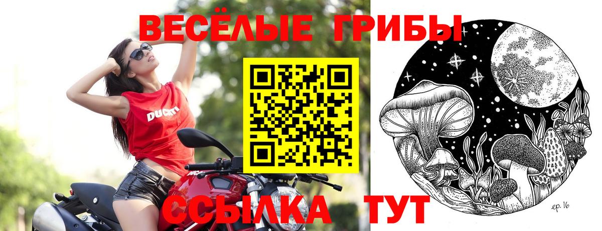 Псилоцибиновые грибы мицелий  Богданович  Псилоцибиновые грибы Cubensis 